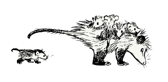 POSSUM FAMILY FOR BLOG FOOTER